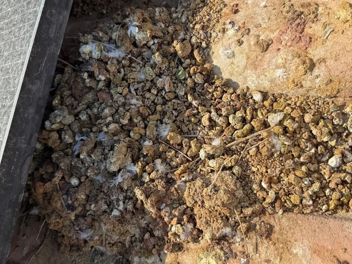 Thick layer of droppings and nesting debris collected behind a solar array